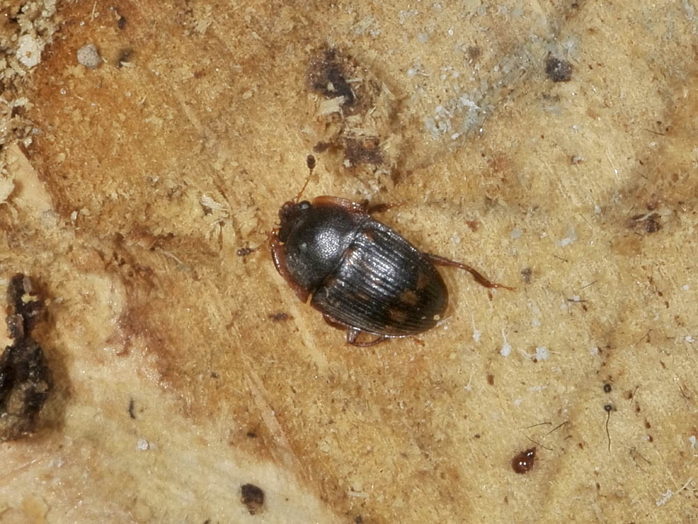 Stelidota geminata